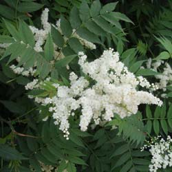 False Spiraea